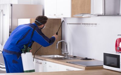 Enjoy a Pest-Free Home With Pest Control Services Frisco, TX Residents Trust Most